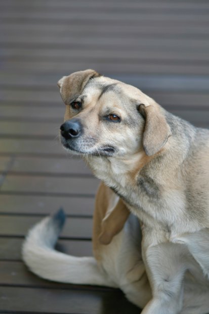 Why Is My Dog So Itchy? Understanding Seasonal Skin Allergies in Dogs