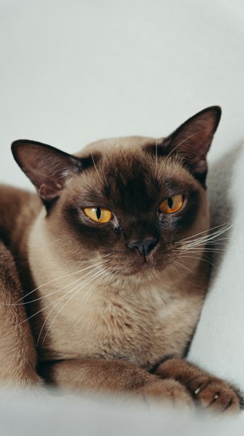 A Pet Owners Guide to Diabetes in Cats & Dogs - Download Today