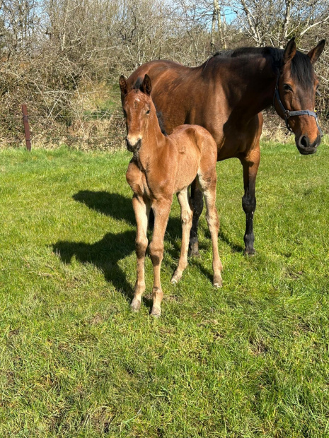 Equine Arthritis in Horses: Signs, Management and How to Support Long-Term 