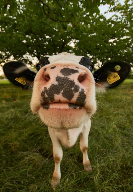 Protecting Your Livestock During Summer: Health Risks & Prevention Tips