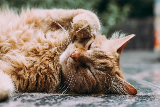 Common Chronic Cat Conditions