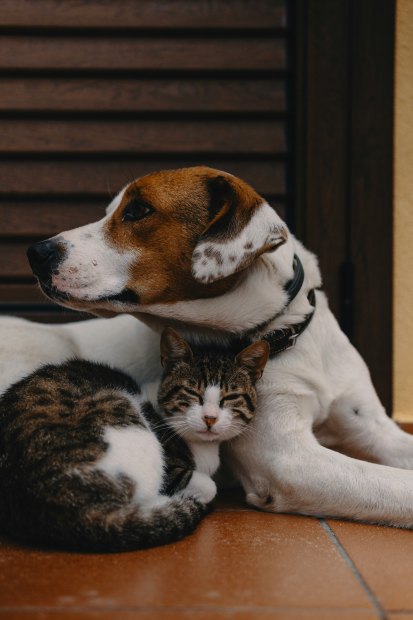 Does pet insurance mean medication prices dont matter?