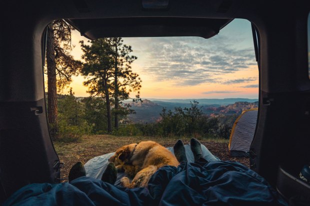Travelling with Your Pet This Summer: How to Keep Them Safe, Calm & Comfort