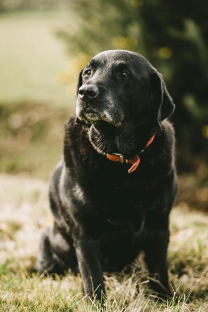 Dog Mobility Health Check: Is Your Dog Slowing Down?