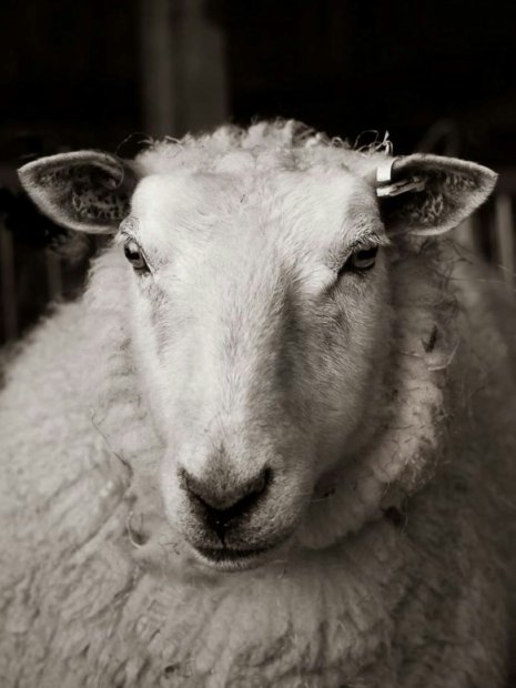 Preparing for Tupping: A Practical Guide for Sheep Farmers
