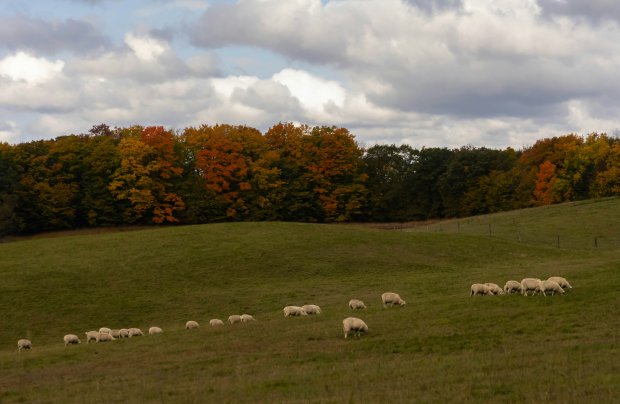 Autumn Farm Prep: Getting Your Livestock Ready for the Months Ahead