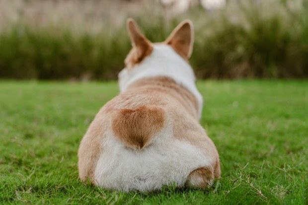 Dog Anal Gland Problems: Signs, Causes and How to Help Prevent Them