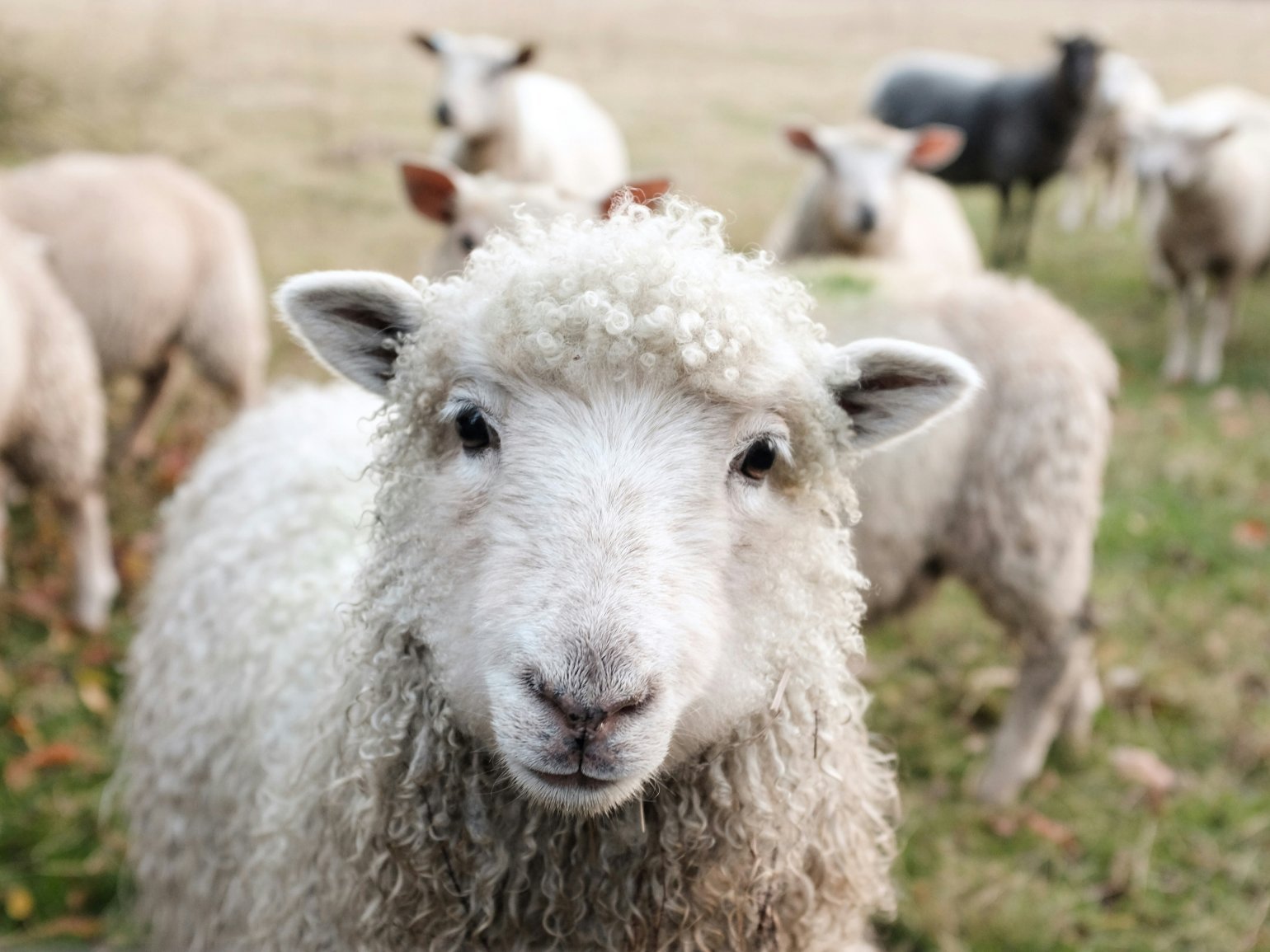 All the essentials required for a successful tupping season