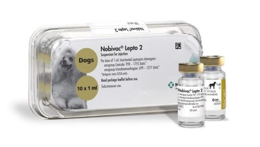 Nobivac Lepto injection for dogs 1s POM-V (Fridge) Farm Vet
